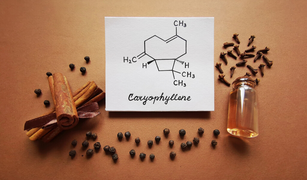 Peppercorns and cloves with the word "Caryophyllene," highlighting this spicy terpene in marijuana.